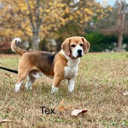 Tex - Beagle