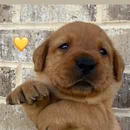 Yellow collar - Yellow female Labrador Retriever puppy in Clinton, Tennessee from Summer Rose
