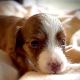 Athena - Chocolate and tan female Dachshund puppy in Petersburg, Virginia from Wiggle Waddle Dachshunds