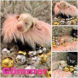 Glimmer - Cream female Dachshund puppy in Kingston, Michigan from Teenie Little Hearts