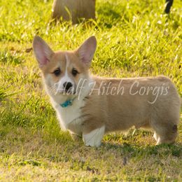 Pembroke Welsh Corgi Puppies from Half Hitch Corgis