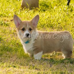 Pembroke Welsh Corgi Puppies from Half Hitch Corgis