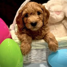 Bernedoodle, Goldendoodle, and Poodle Puppies from Kingdom Kennels