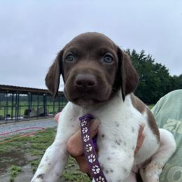 Purple - Liver and white female German Shorthaired Pointer puppy in Newton Grove, North Carolina from Wayalife Labradors & Gsp’s