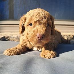 Aussiedoodle and Cockapoo Puppies from Ouachita River Cockapoos