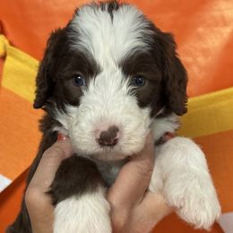 Nutmeg - Sable male Bordoodle puppy in Oak Hill, West Virginia from Highlands Bordoodles