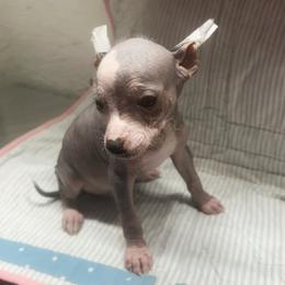 Ethan - Palomino male Chinese Crested puppy in Henderson, Kentucky from Western Kentucky Chihuahua’s and Chinese Crested’s