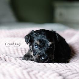 Mystik Dan - Black and tan male Schnoodle puppy in Grove, Oklahoma from Grand Lake Poodles & Doodles