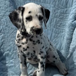 Crayons - White and black female Dalmatian puppy in Carlsbad, New Mexico from ECMO Farm Dalmatians & Labrador Retrievers