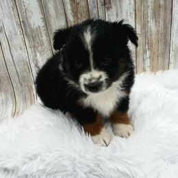 Miniature Australian Shepherd and Toy Australian Shepherd Puppies from Son Shine Farm