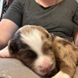 Rigatoni Girl 4 - Red merle female Australian Shepherd puppy in Johnson City, Tennessee from St. Isidore Australian Shepherds