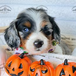 Mr. Black-4000 - Dapple male Dachshund puppy in Sparr, Florida from From the Heart Doxies