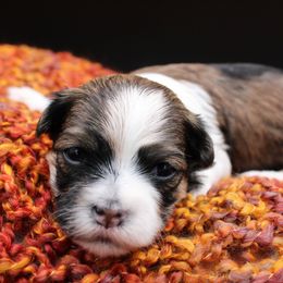 Rumba - Chocolate sable female Havanese puppy in Hendersonville, North Carolina from Grayfinn House