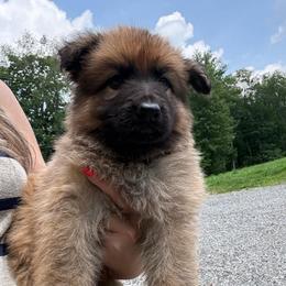 Blue AKA Grizz - Bi-color male German Shepherd puppy in Terra Alta, West Virginia from Shepherd Country Farm and Kennels