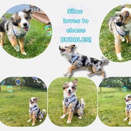 Miniature Australian Shepherd Puppies from Integrity Aussies Tx