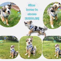 Miniature Australian Shepherd Puppies from Integrity Aussies Tx