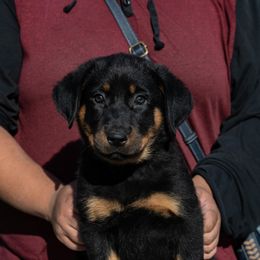 Crawler - Black and rust male Beauceron puppy in Medina, Ohio from Beaucerons Des Vents