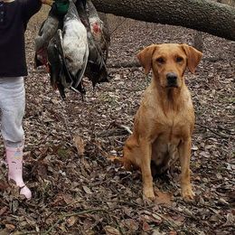 American Bullies and Labrador Retrievers from RBR Kennel-Ross Bullies & Retrievers