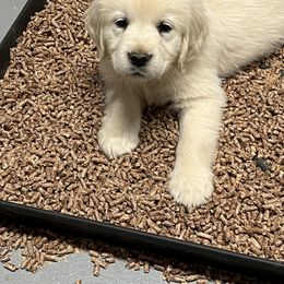 Golden Retriever Puppies from Halcyon Kennels