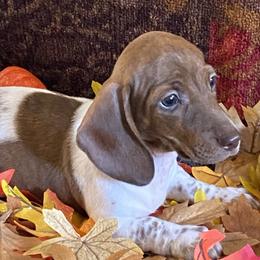 Dachshunds and Yorkshire Terriers from Devoted Doxies