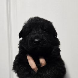 Blue Collar - Black male German Shepherd puppy in Ocala, Florida from Guardian Shepherds