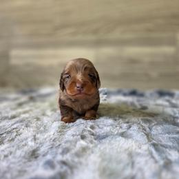 Shaggy - Dapple male Dachshund puppy in Indianapolis, Indiana from Homegrown Hoosier Kennels