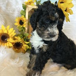 Belle - Phantom Bernedoodle puppy in Linden, Michigan from MarmeDuke Doodles