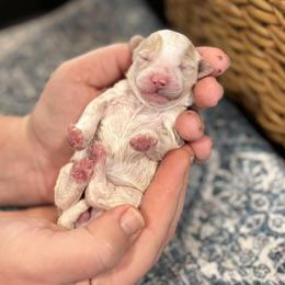 Girl 1 - Parti female Poodle puppy in Wharton, Texas from In the Red Poodles
