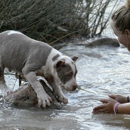 American Bully Puppies from SouthernCharm Kennel (SCP)