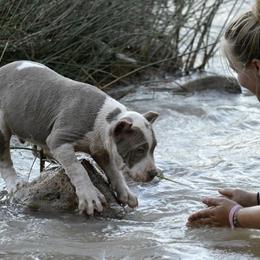 American Bully Puppies from SouthernCharm Kennel (SCP)