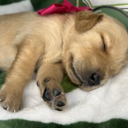 Magenta Collar - Female 5 - Light golden female Golden Retriever puppy in Bonanza, Oregon from Gold 'N Dust Ranch