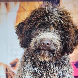 Rita - Lagotto Romagnolo