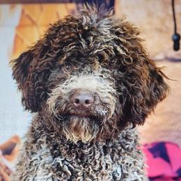 Rita - Lagotto Romagnolo