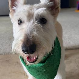 Chewy - Scottish Terrier