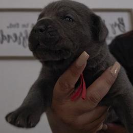 Red Collar - Rudolph - Gray male Cane Corso puppy in Lake Elsinore, California from CRUCIAL CANE CORSOS