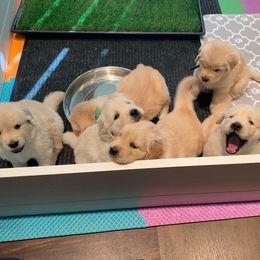 Golden Retriever Puppies from EP's Golden Retrievers