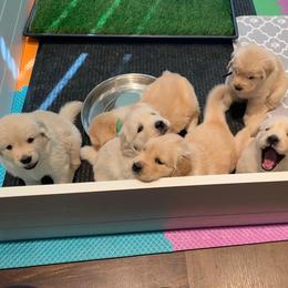 Golden Retriever Puppies from EP's Golden Retrievers