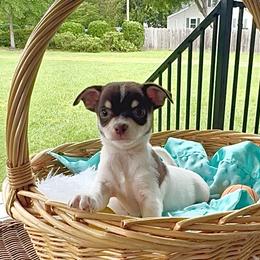 Rugby - Chocolate and tan male Chihuahua puppy in Powhatan, Virginia from Bayberry Chihuahuas