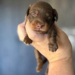 Dachshund Puppies from Schuster Haus