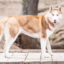 American Eskimo Dogs, Newfoundlands, and Siberian Huskies from Blossom Trail Kennel
