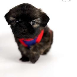 Dobby - Blue male Shih Tzu puppy in League City, Texas from Divine Pups