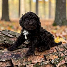 Boy 2 - Brown male Lagotto Romagnolo puppy in Seymour, Missouri from Terra Incognita