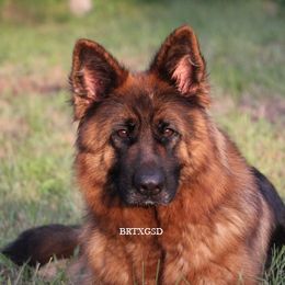 Luna - German Shepherd