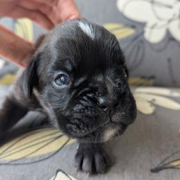 Cory - Brindle male Boxer puppy in Springfield, Missouri from ReMa Boxers