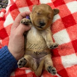 Noelle - Apricot female Goldendoodle puppy in Rienzi, Mississippi from Saddle Hill Farms