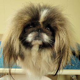 Tidbit - Pekingese