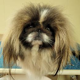 Tidbit - Pekingese