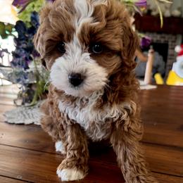 Lucy - Purple Female - Red  female Goldendoodle puppy in Gilbert, Arizona from Azbernedoodlepuppies
