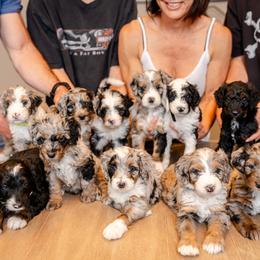 Bernedoodle Puppies from Phoebe's Bebies