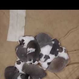 Border Collie Puppies from Lone Wolf Ranch